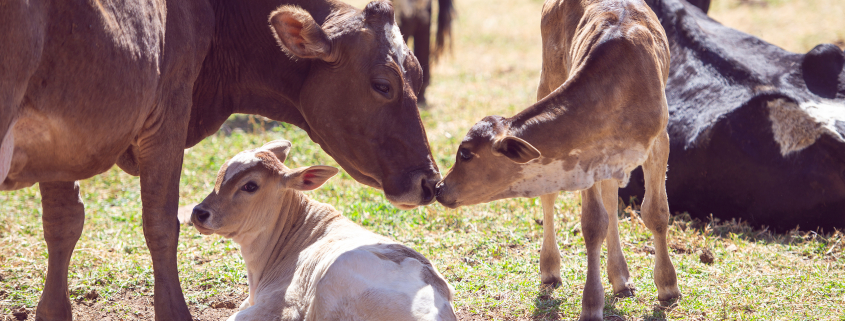 mother cow with calves